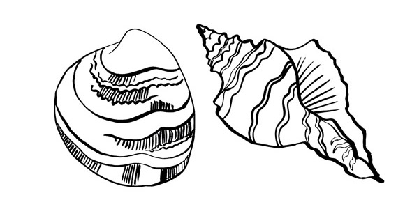 clam and quahog shells-01